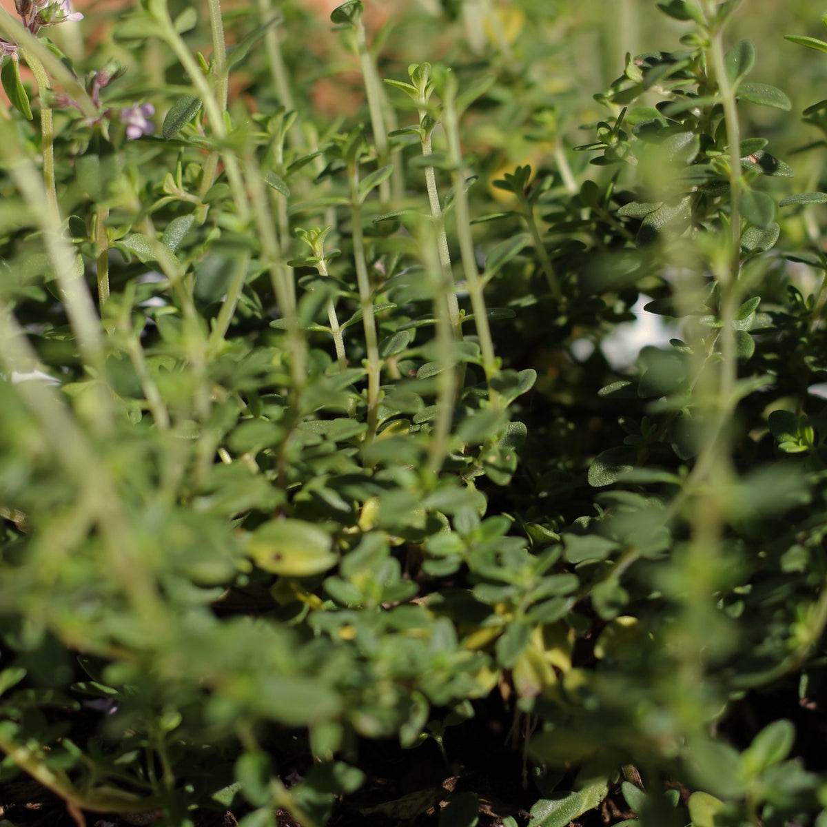 Thymus Citriodorus | Lemon Thyme