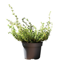 Thymus Citriodorus | Lemon Thyme