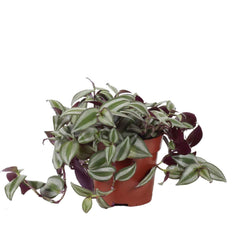 Tradescantia Zebrina