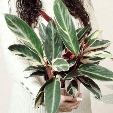 Calathea Triostar Con Maceta Luna