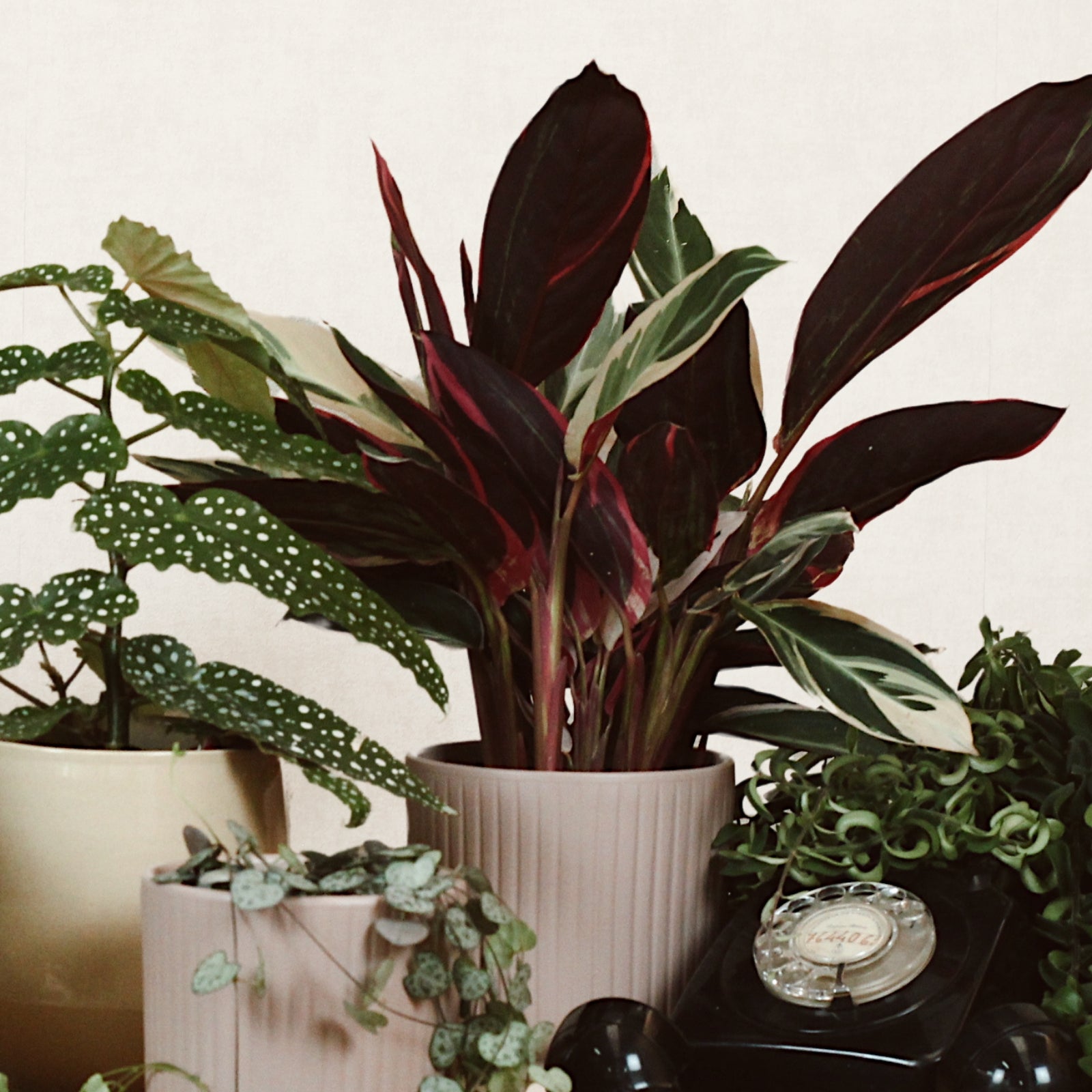 Calathea Triostar Com Vaso Luna em uma composição de plantas tropicais com vasos decorativos.