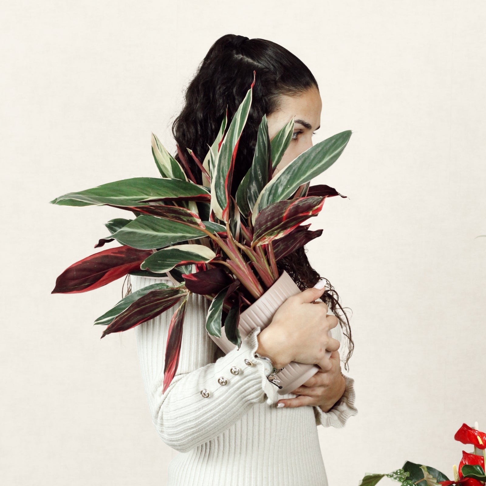 Calathea Triostar Con Maceta Luna