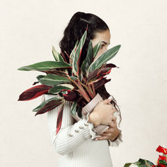 Calathea Triostar Com Vaso Luna