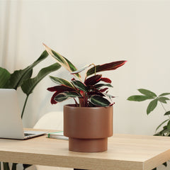 Calathea Triostar com Vaso Nysa