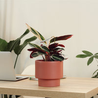 Calathea Triostar com Vaso Nysa