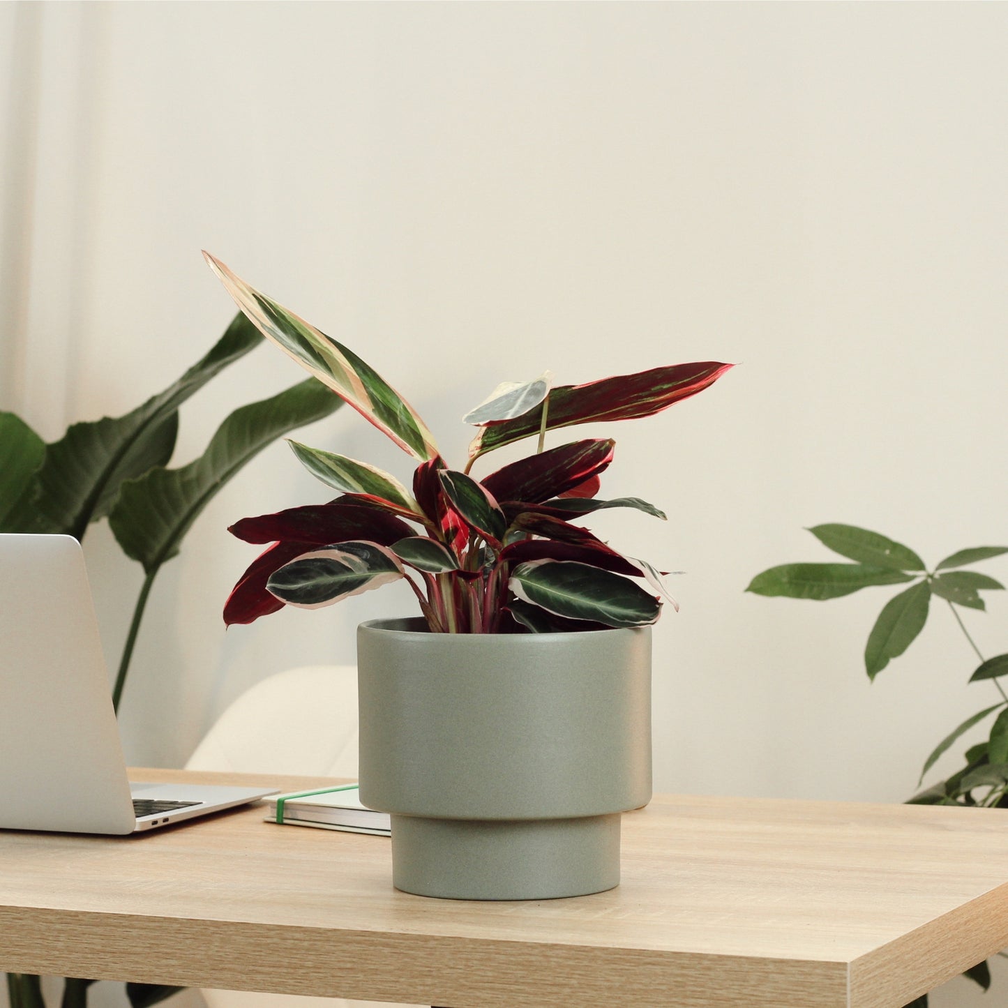 Calathea Triostar com Vaso Nysa
