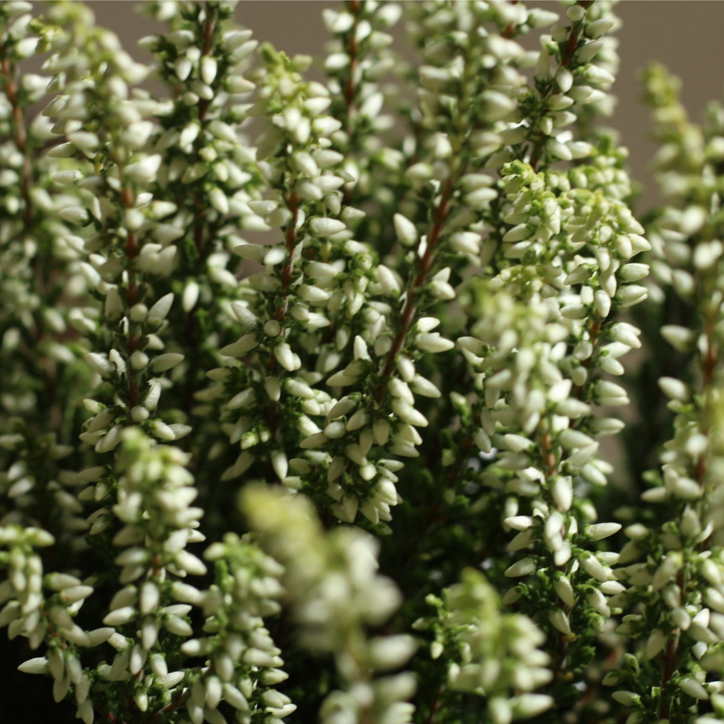 Urze plant (Calluna vulgaris) with petite white flowers, perfect for outdoor gardens. A resilient and easy-care choice.