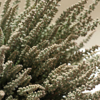 Urze (Calluna vulgaris) um arbusto de exterior resistente e fácil de cuidar, ideal para jardins com flores delicadas.