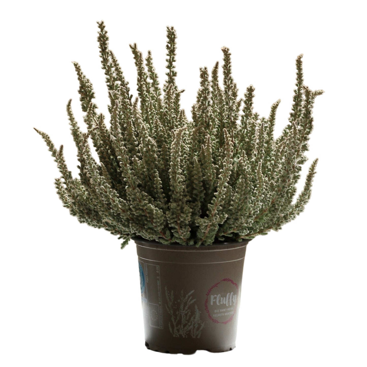 Urze Calluna vulgaris in a pot, a resilient and easy-care exterior plant ideal for gardens.