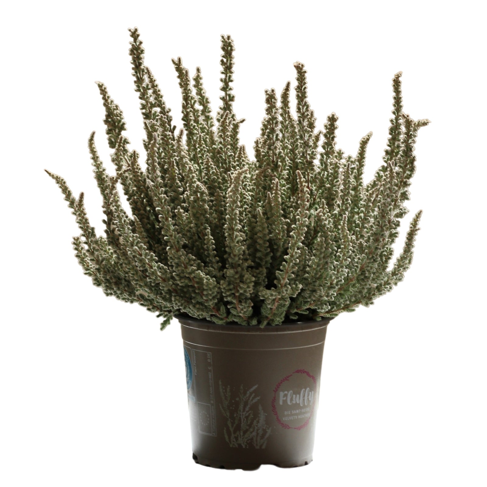 Urze Calluna vulgaris in a pot, a resilient and easy-care exterior plant ideal for gardens.