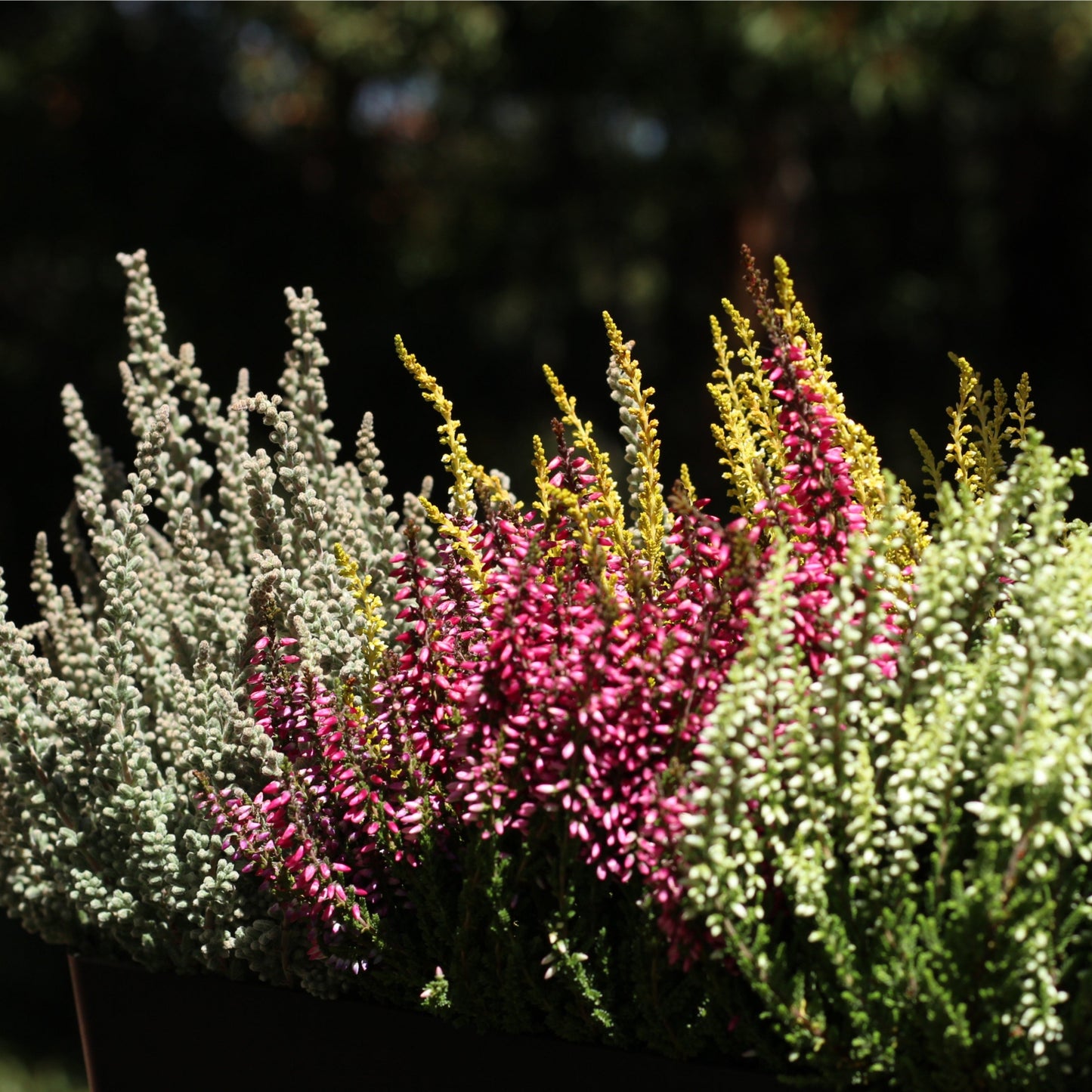 Colorful urze plants in shades of pink, white, and green, ideal for resilient outdoor gardens.