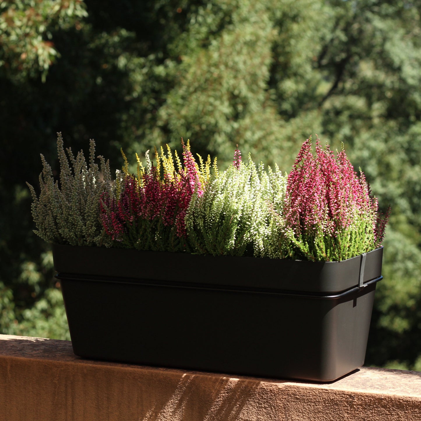 Variety of colorful urze plants in a black planter, perfect for resilient outdoor gardens and easy care.
