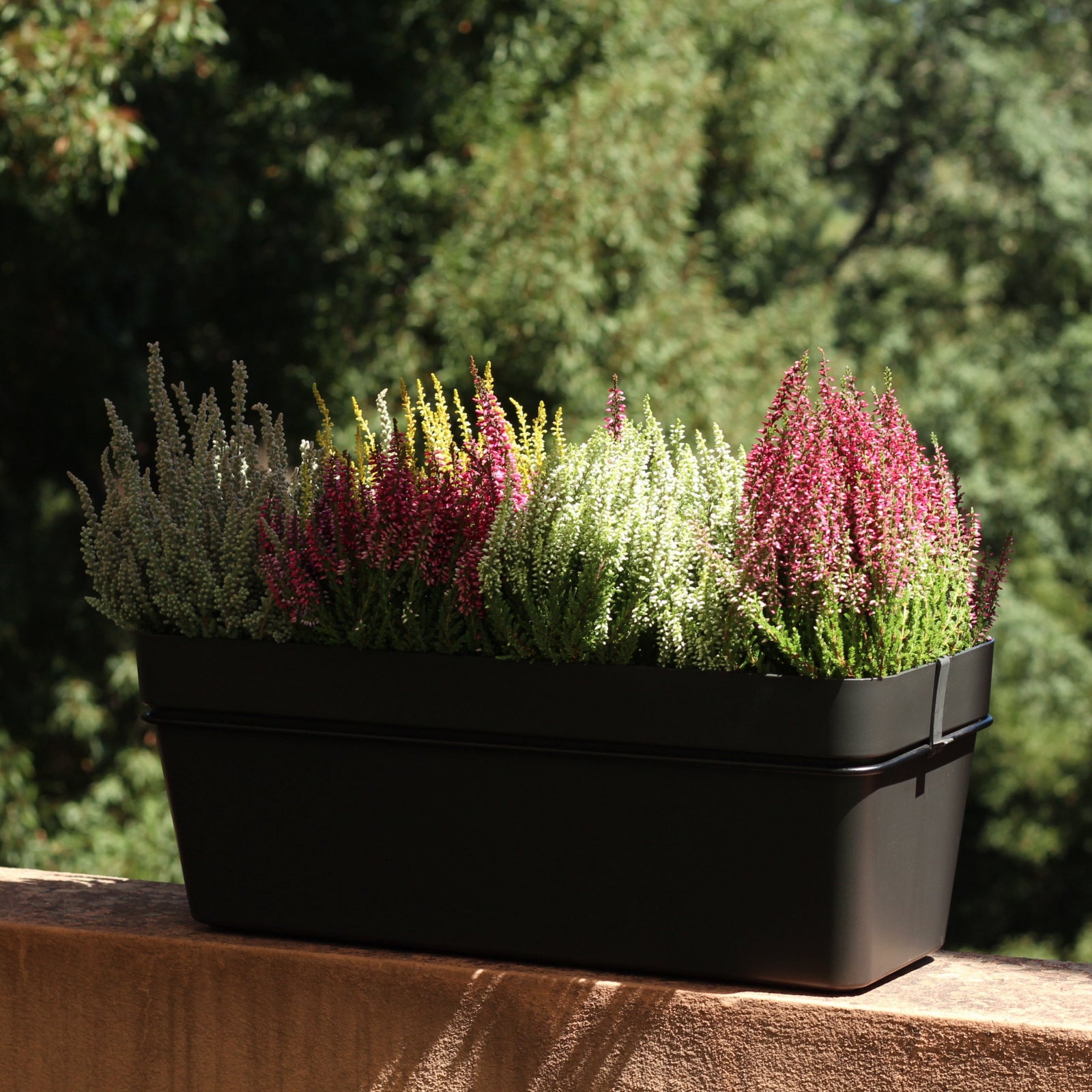 Variety of colorful urze plants in a black planter, perfect for resilient outdoor gardens and easy care.