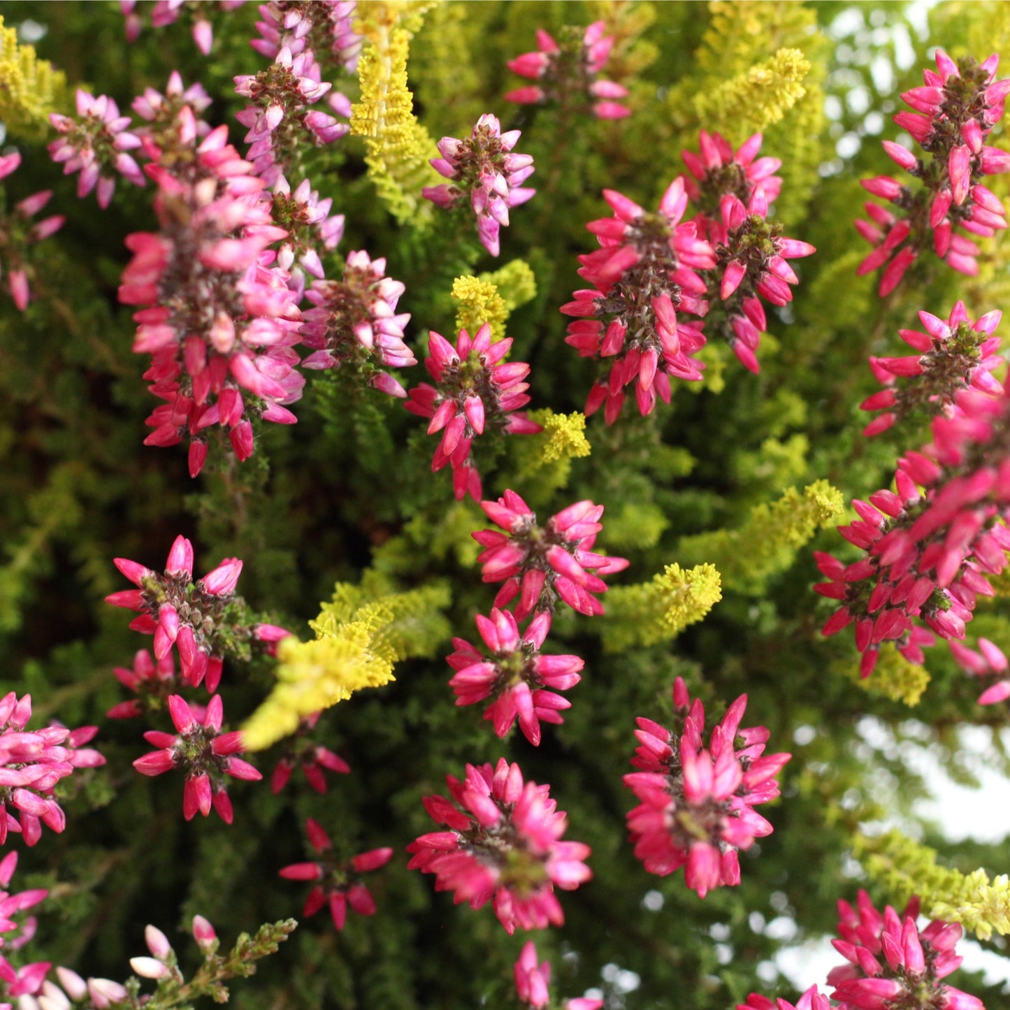 Close-up of vibrant pink flowers of Urze, a resilient outdoor plant ideal for easy-care gardens.