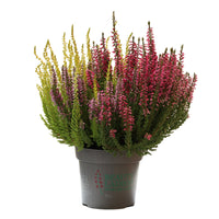 Urze, planta de exterior resistente, fácil de cuidar, com flores rosa e verde em vaso para jardim.