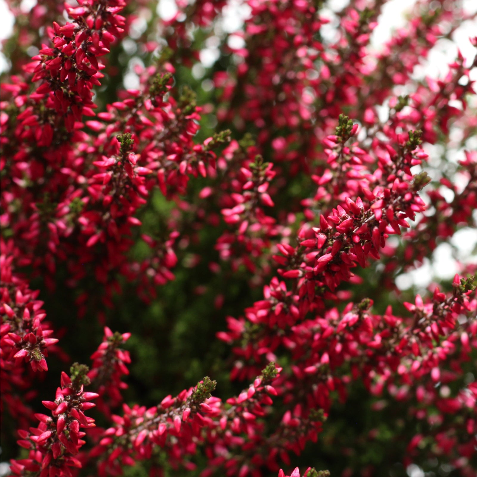 Urze (Calluna vulgaris) com flores rosa vibrantes, ideal para jardins externos e fácil de cuidar.