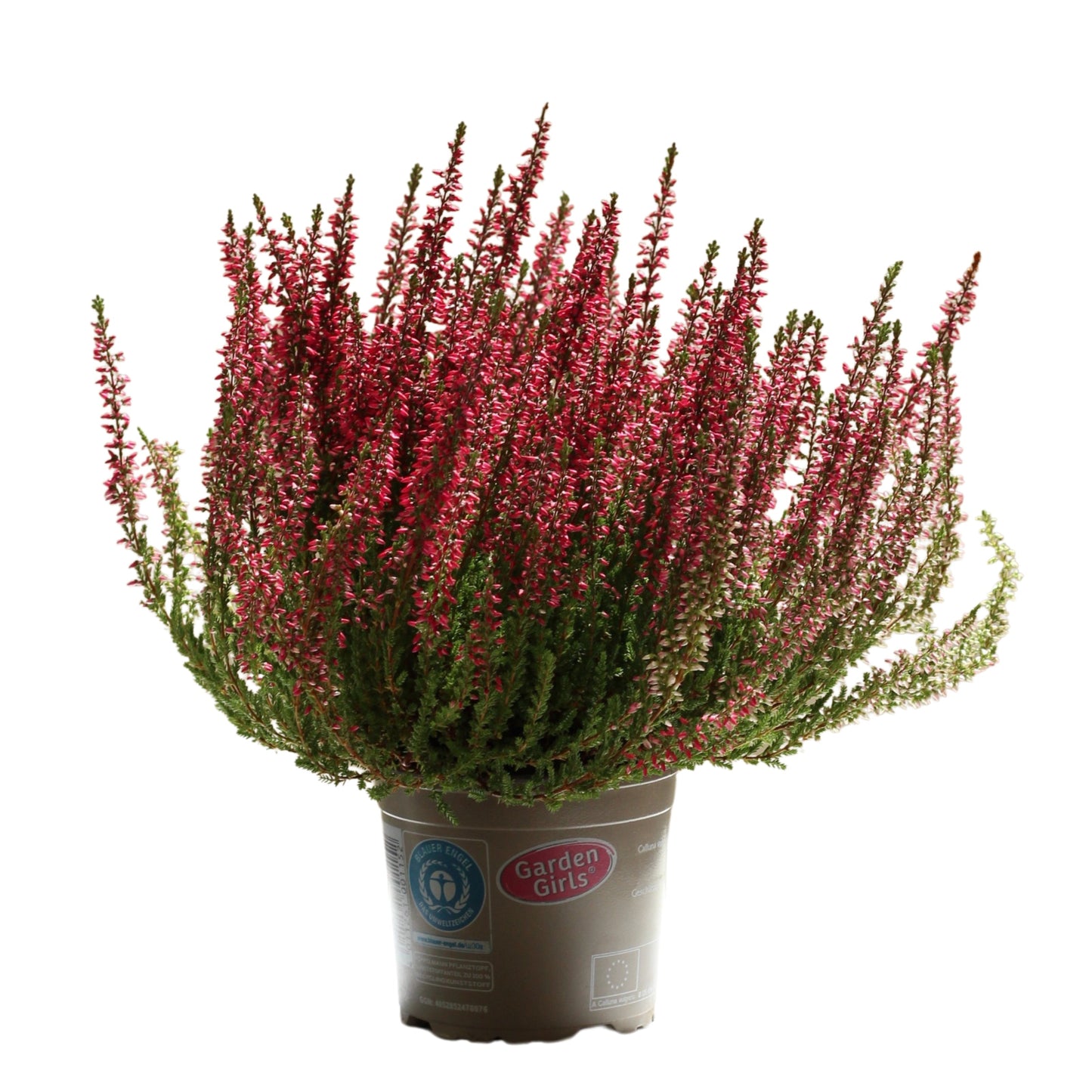 Urze plant in pot showcasing vibrant pink flowers, ideal for exterior gardens, low maintenance, and resilient.