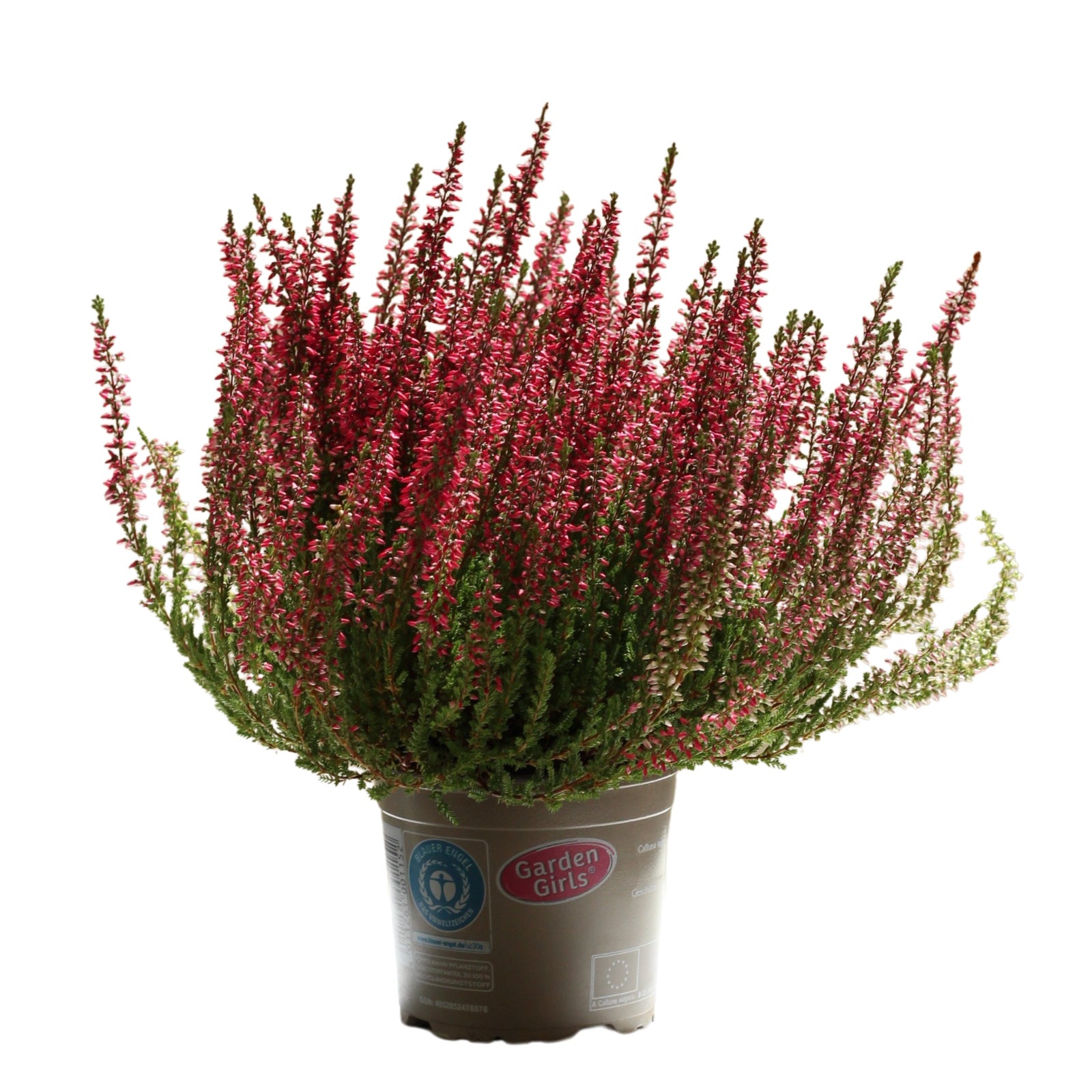 Urze plant in pot showcasing vibrant pink flowers, ideal for exterior gardens, low maintenance, and resilient.