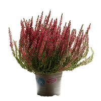 Urze plant in pot showcasing vibrant pink flowers, ideal for exterior gardens, low maintenance, and resilient.