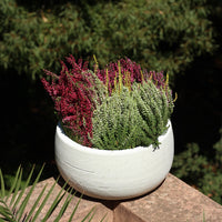Urze plant in a white pot, showcasing vibrant flowers in pink, white, and green, ideal for resilient outdoor gardens.