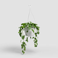 Algarve Vase | Suspension