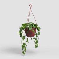 Algarve Vase | Suspension