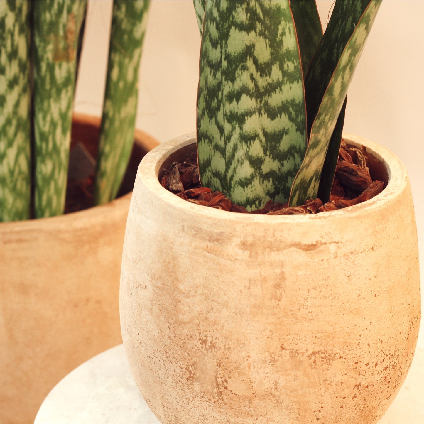 Vaso Campana Ovo Antique Delta com plantas, acabamento antique em tons terrosos e design orgânico.