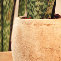 Vaso Campana Ovo Antique Delta com planta dentro, acabamento em tons terrosos e forma orgânica.