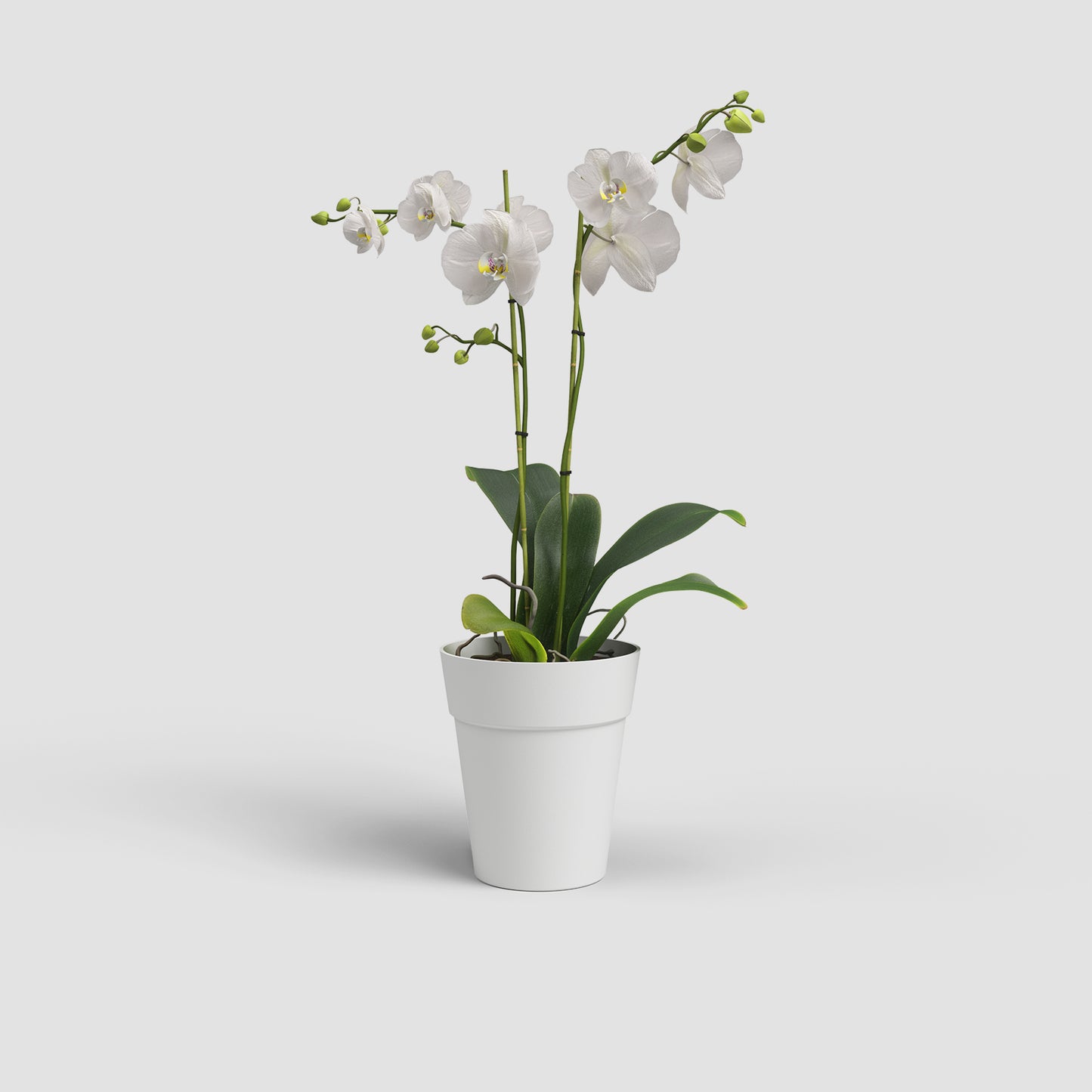 Capri Vase | Orchid