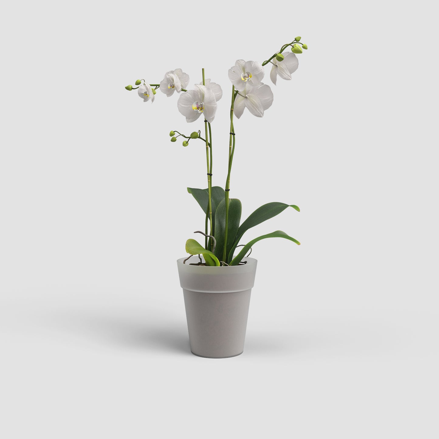 Capri Vase | Orchid