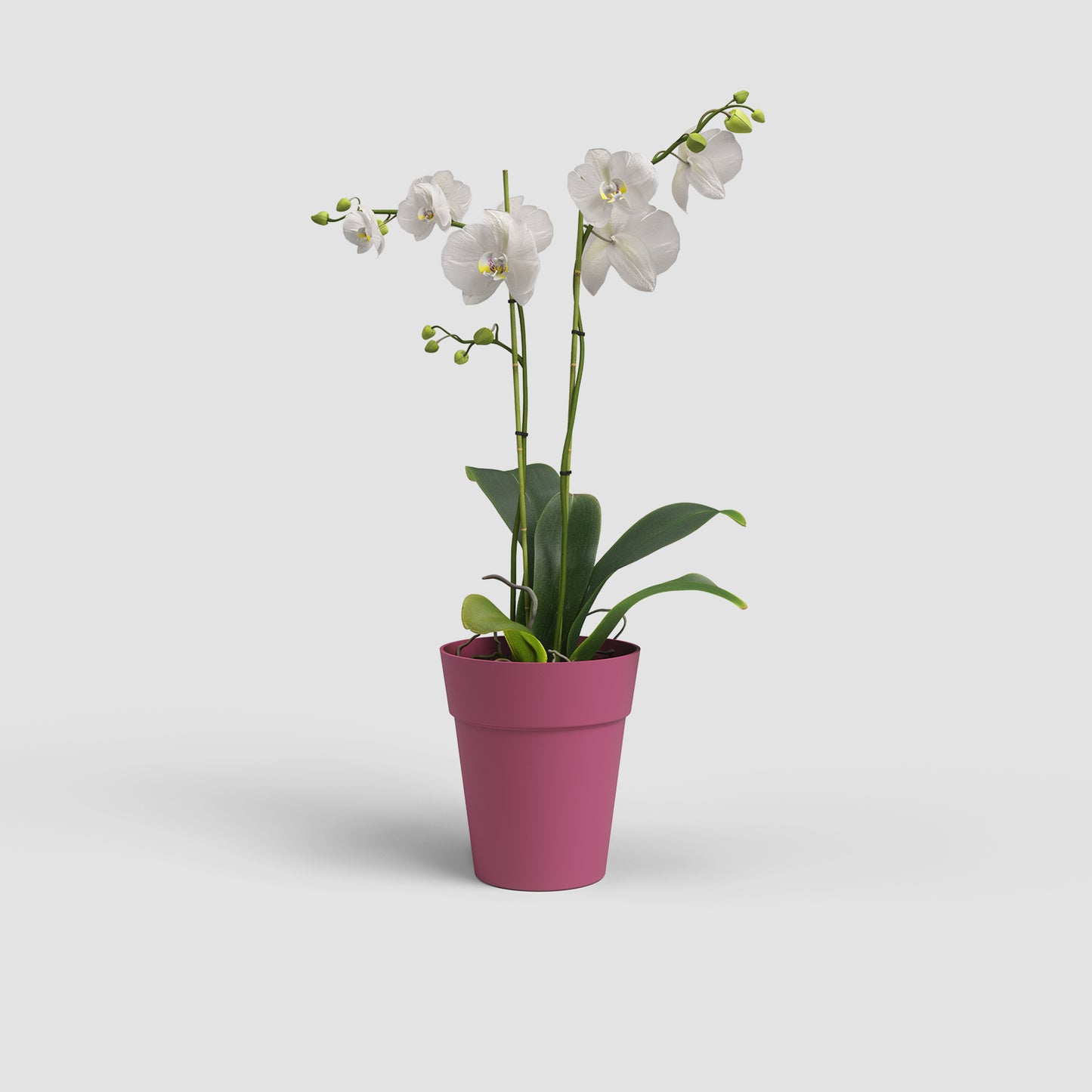 Capri Vase | Orchid