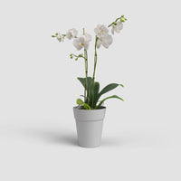 Capri Vase | Orchid