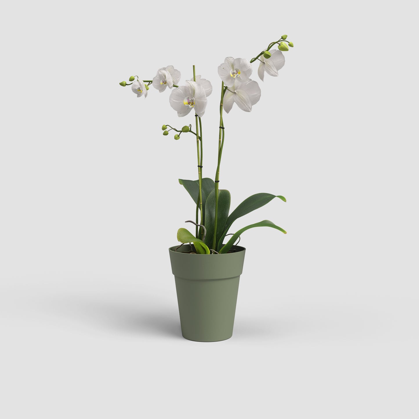 Capri Vase | Orchid