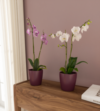 Thalia Vase | Orchid