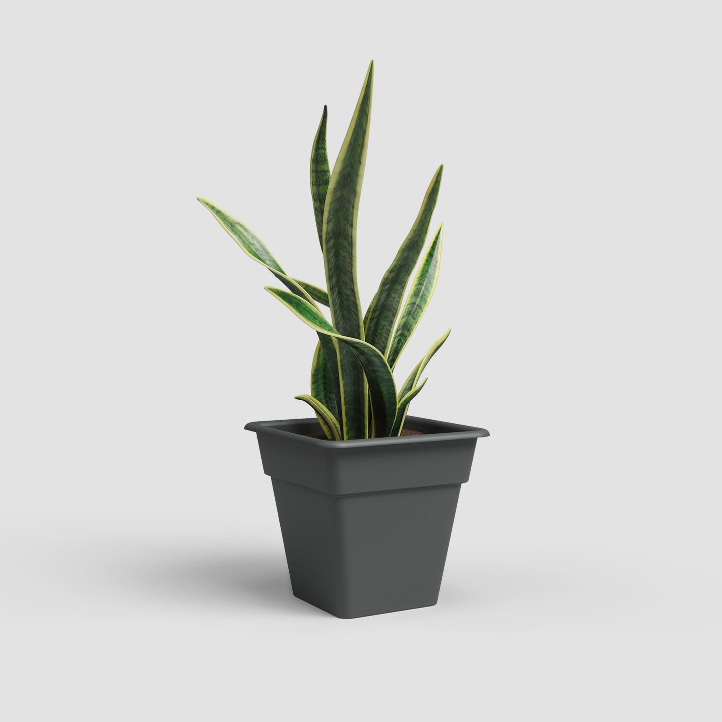 Madagascar Vase | Square