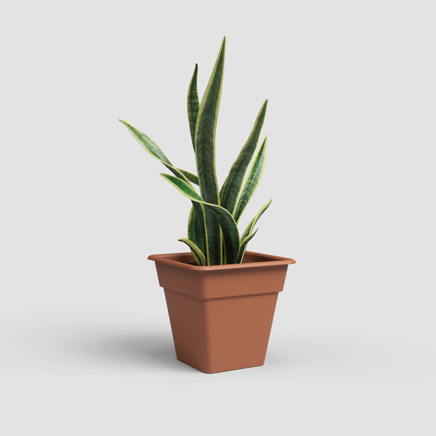 Madagascar Vase | Square