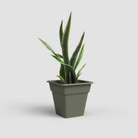 Madagascar Vase | Square