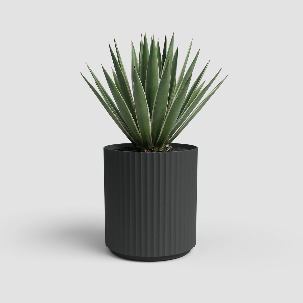 Vaso Malibu