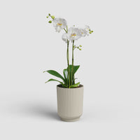 Vaso Miami Wavy | Orquídea