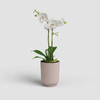 Vaso Miami Wavy | Orquídea