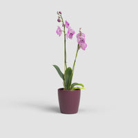 Thalia Vase | Orchid