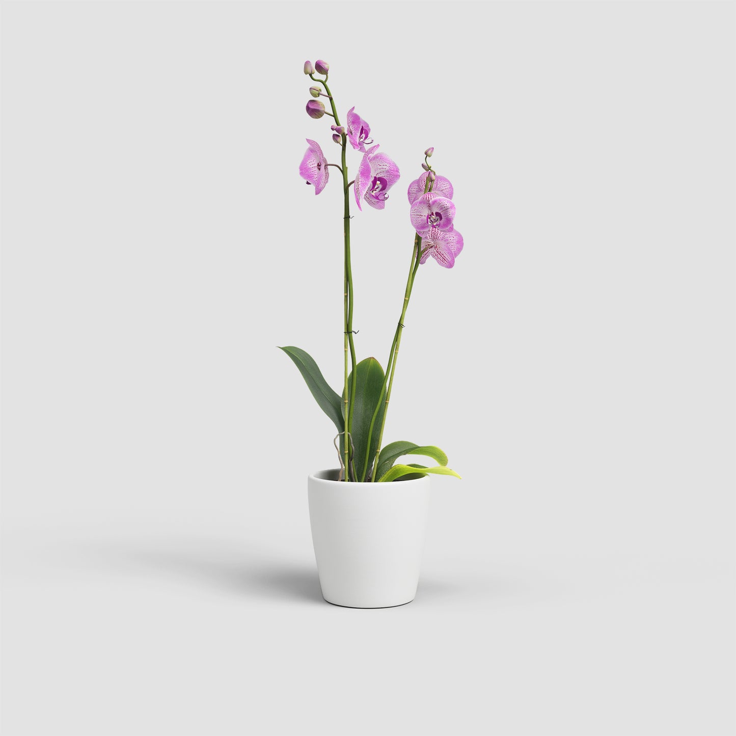 Thalia Vase | Orchid