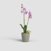 Thalia Vase | Orchid