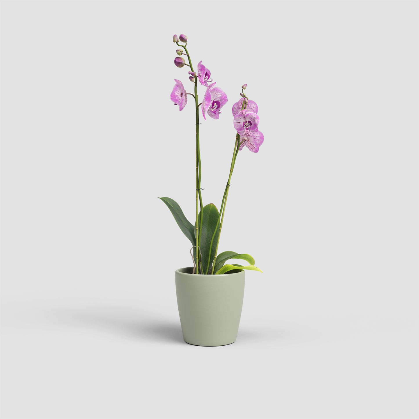 Thalia Vase | Orchid