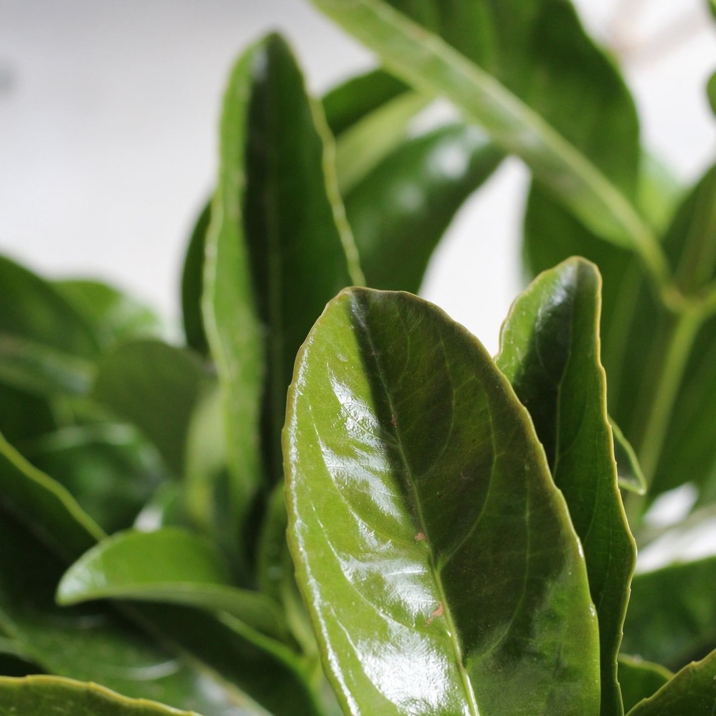 Viburnum Lucidum