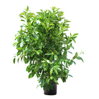 Viburnum Lucidum