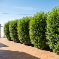 Sebe de Viburnum lucidum em jardim