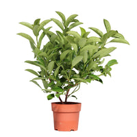 Viburnum Lucidum