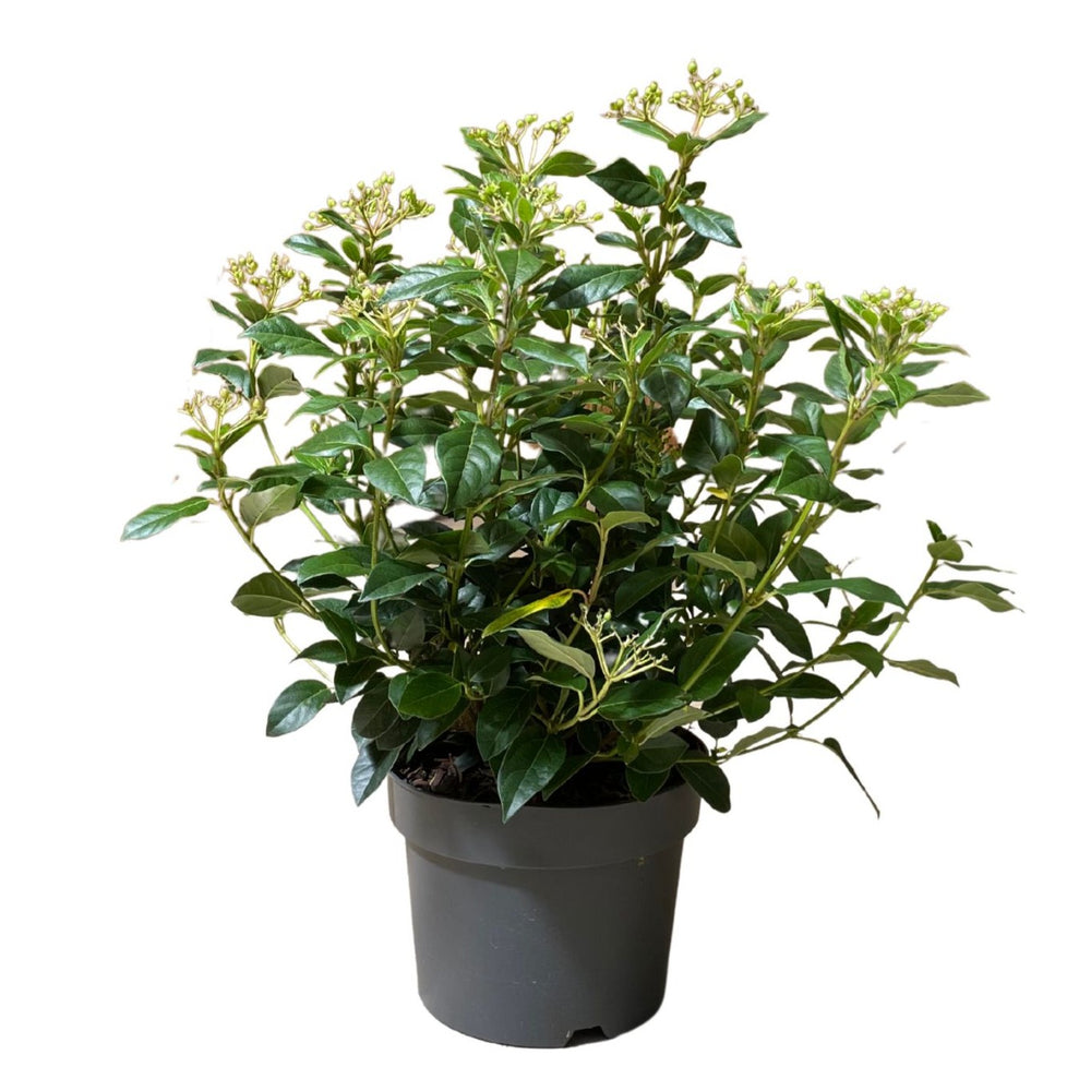 Viburnum Tinus