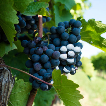 uvas da planta de exterior árvore de fruto videira branca vitis vinifera tinta